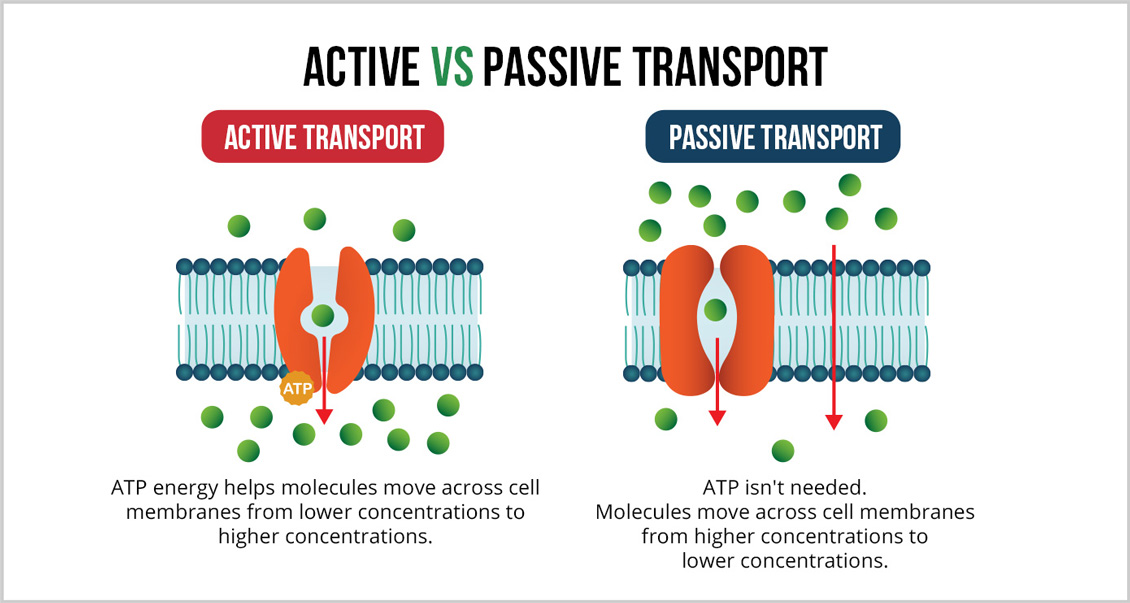 Active Transport Vs Passive Showing How ATP Helps Molecules Move Through Cell Membranes