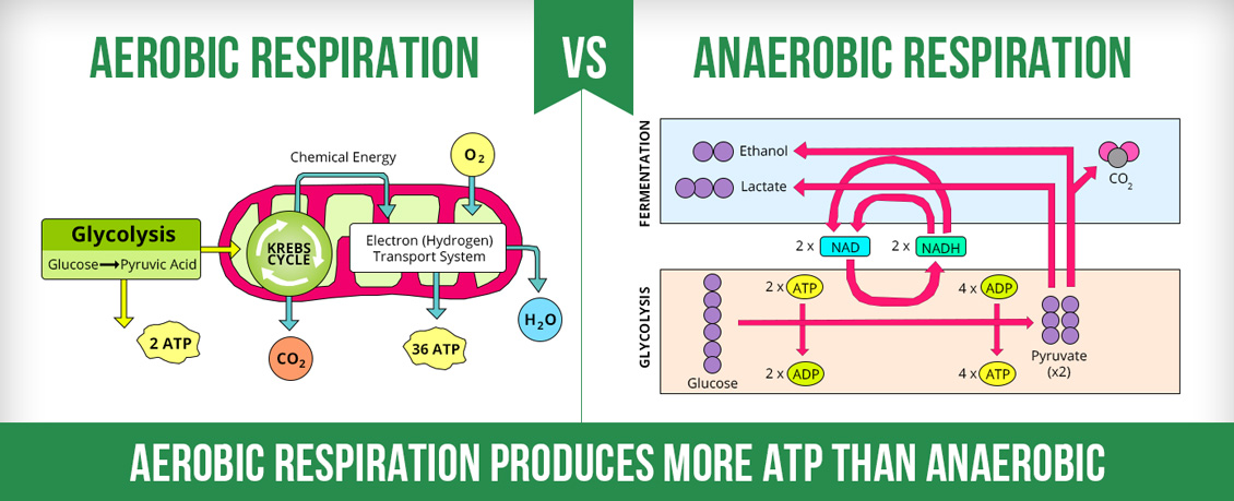 Infographic of Aerobic Respiration VS Anerobic Respirtaion Processes And Aerobic Respiration Makes More ATP