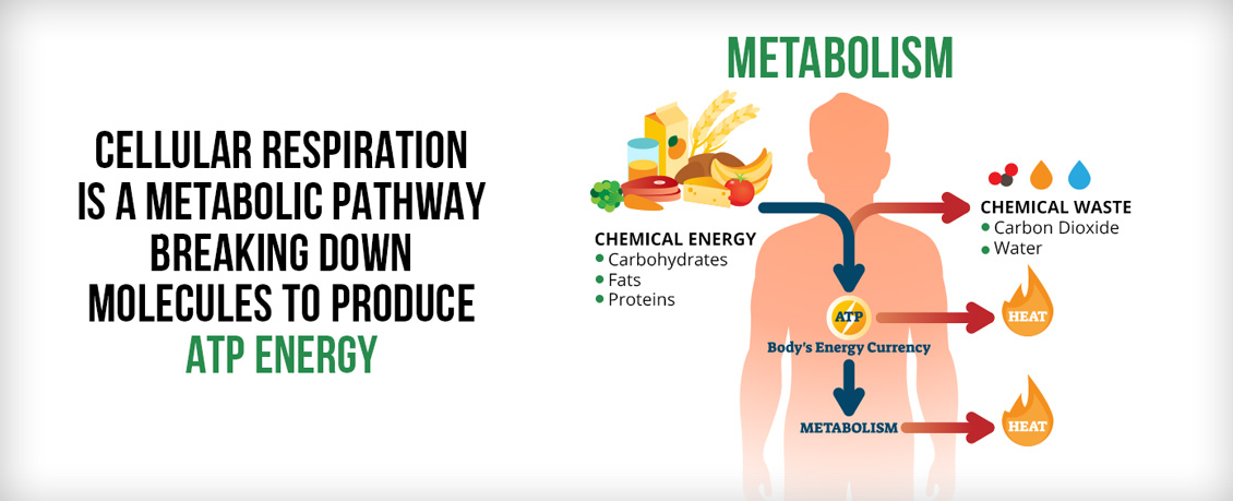 Food Illustrated on Left Being Ingested by Human Creating ATP After Cellular Respiration Waste Is Made