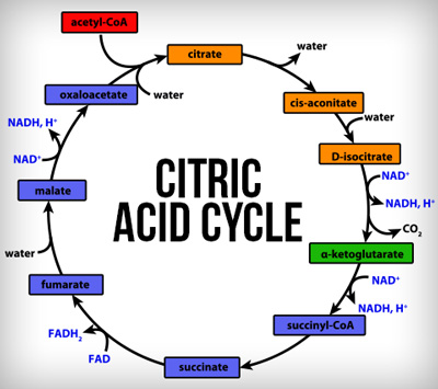 Citric Acid Cycle Makes Two ATP Molecules, Revolves Twice Per Glucose Molecule Has Eight Stages