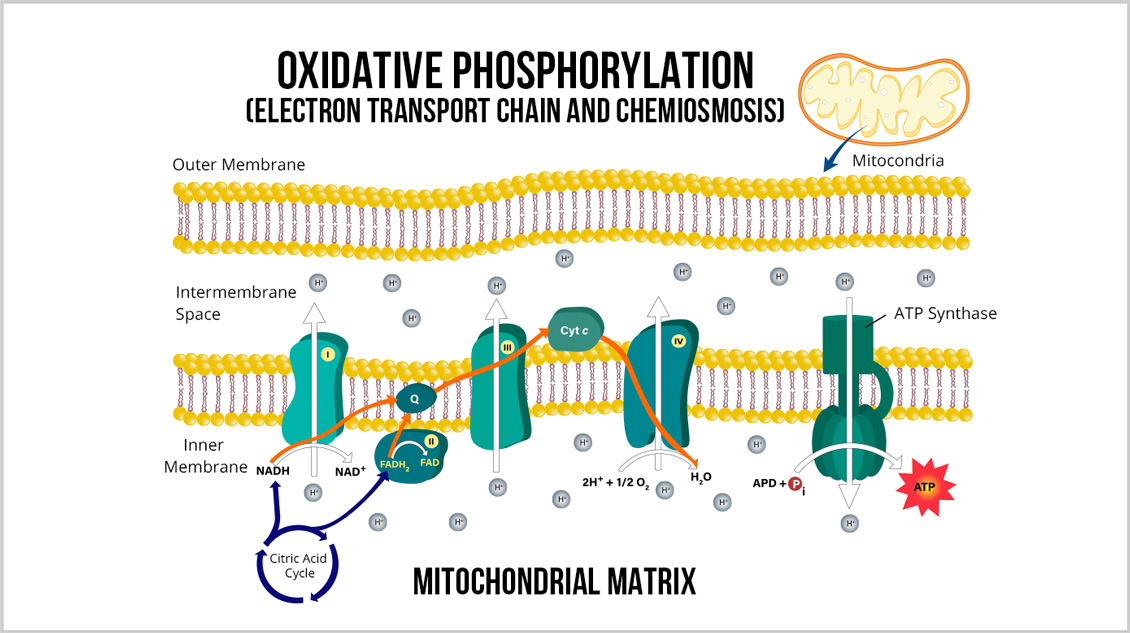 Electron Transport Chain Moves Molecules to Make 28-38 ATP Molecules