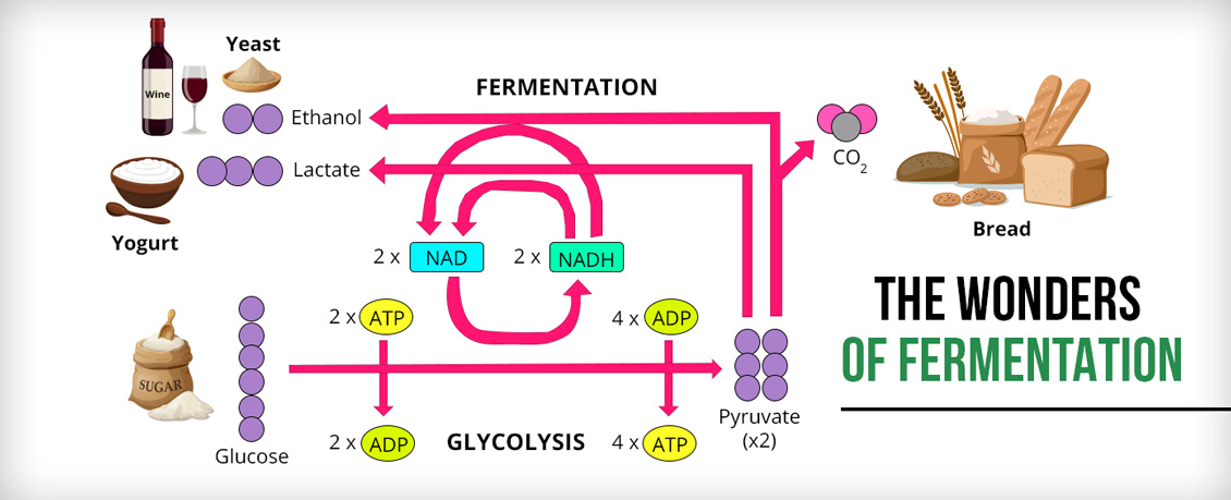 Some Wonders of Fermentation Are Wine, Bread, Yogurt and Two ATP Molecules Are Made