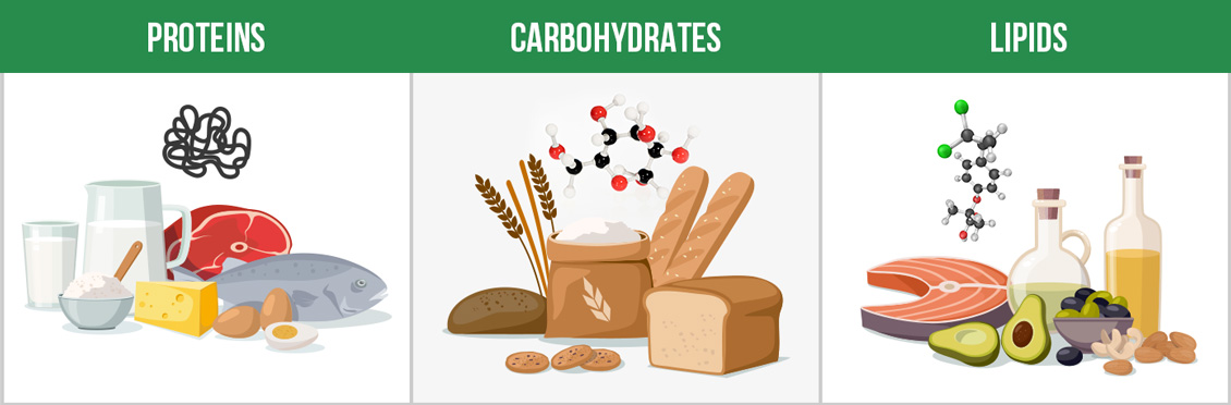 Examples of Macromolecules Represented by Foods Such As Protein, Carbohydrates, and Lipids