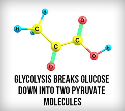 Pyruvate Molecule Made After Glycolysis Breaks Glucose Down