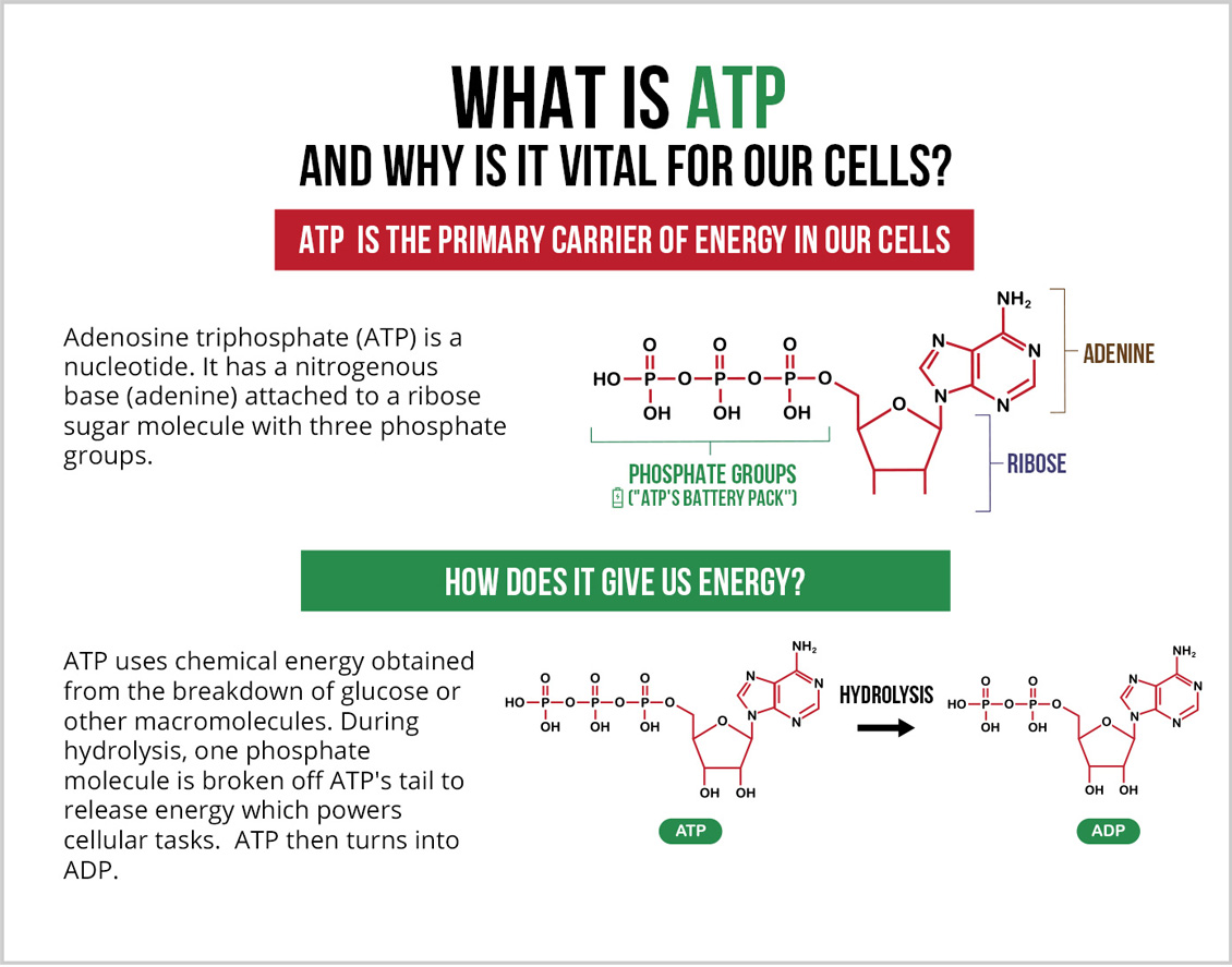 What is Adenosine Triphosphate Molecule Being Broken Down to ADP Which Is Vital For Cellular Energy