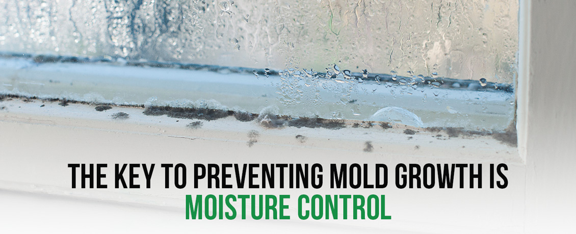 Moist Window With Mold Growth and the Key to Prevention Is Moisture Control