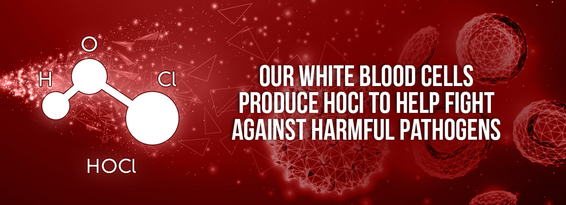 White Blood Cell Producing Hypochlorous Acid in the Bloodstream To Fight Harmful Pathogens