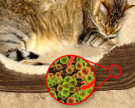 Germinator Can Help Remove Germs and Odors Off of Pet's Bed