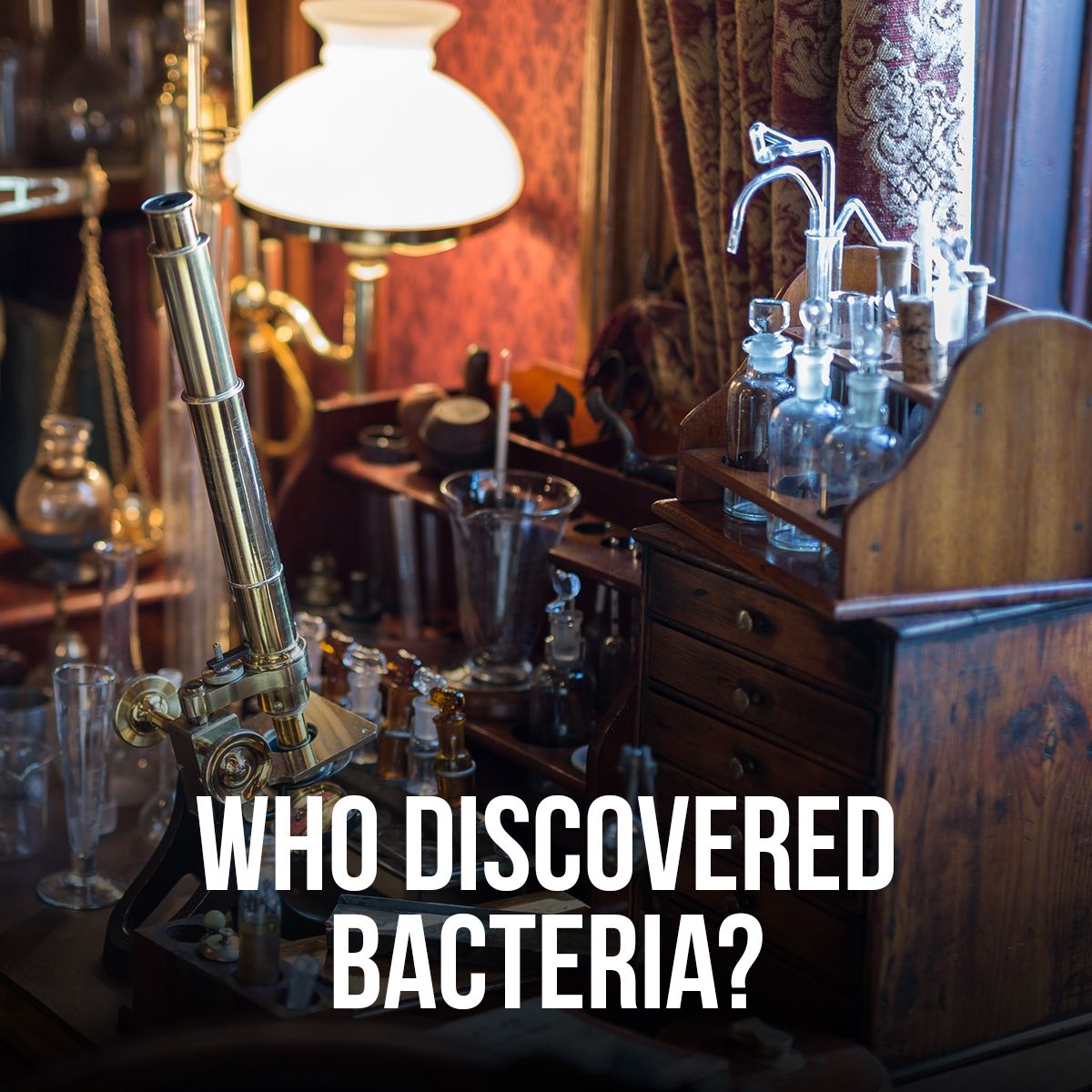 Who Discovered Bacteria?