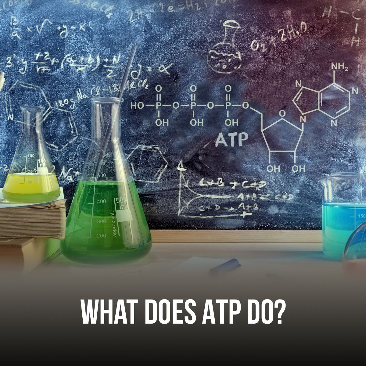 What Does ATP Do?