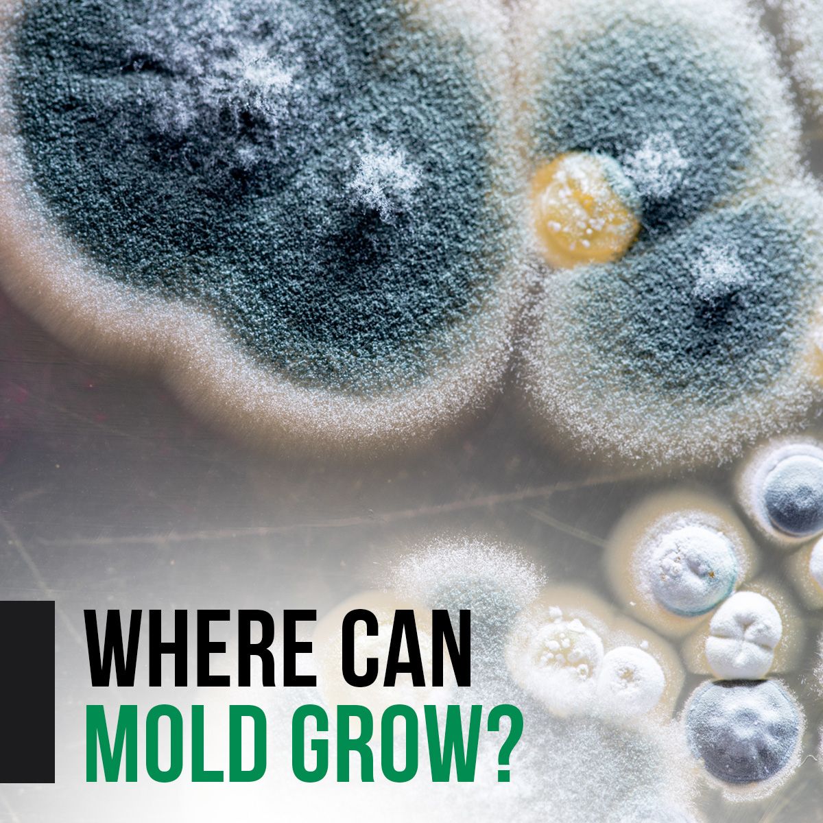 Where Can Mold Grow?