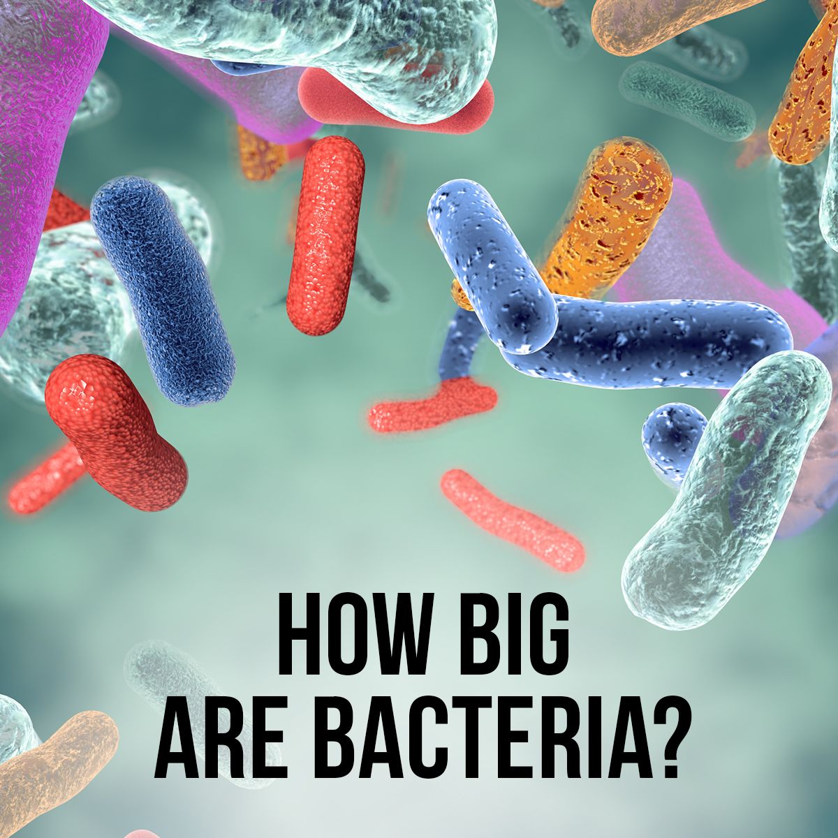 How Big Are Bacteria?
