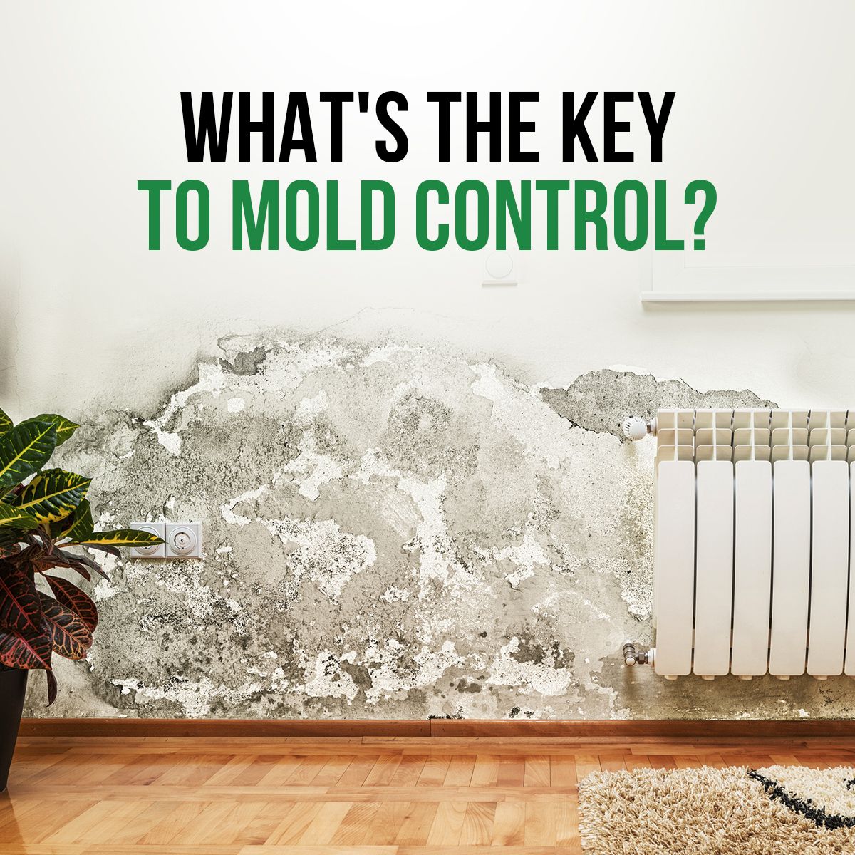 What's the Key To Mold Control?