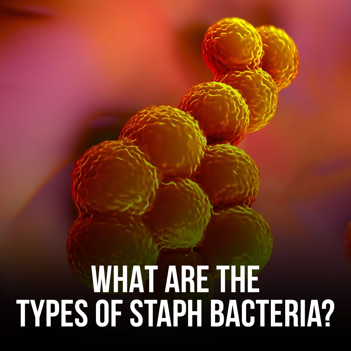 What Are the Types of Staph Bacteria?