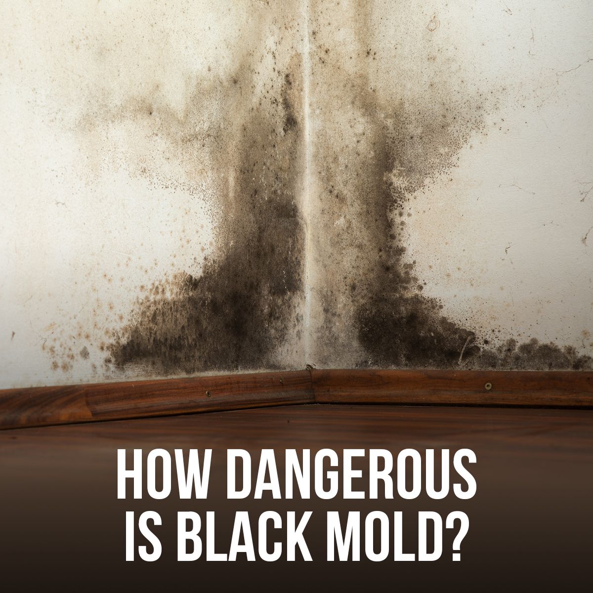 How Dangerous Is Black Mold?