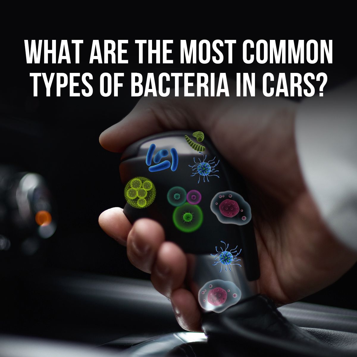 What Are the Most Common Types of Bacteria in Cars?