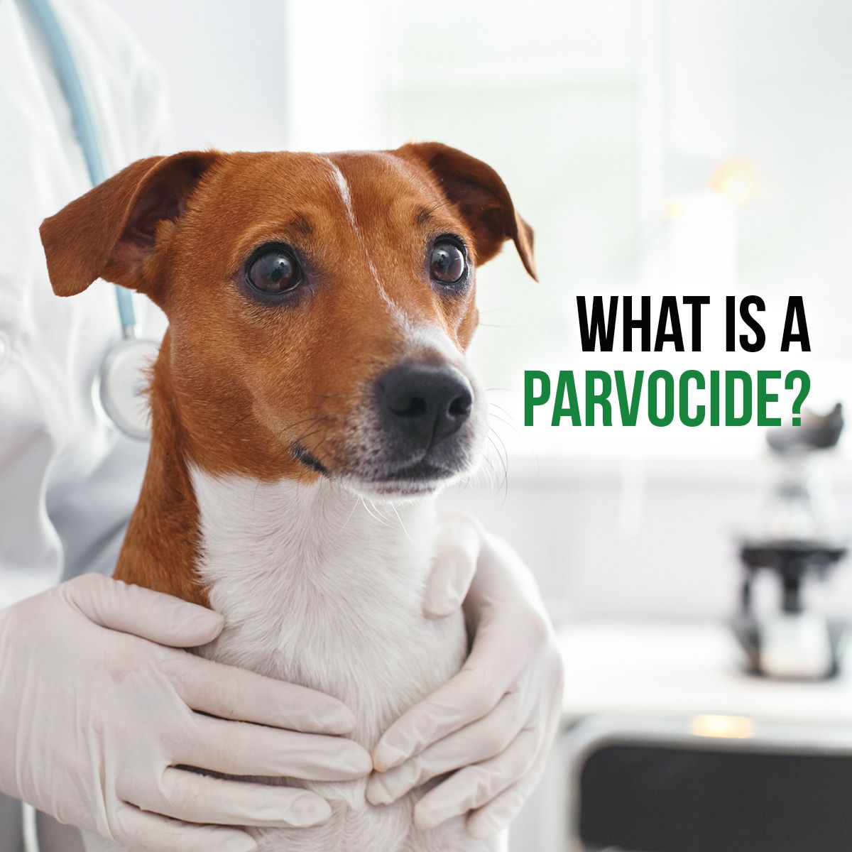 What Is a Parvocide?
